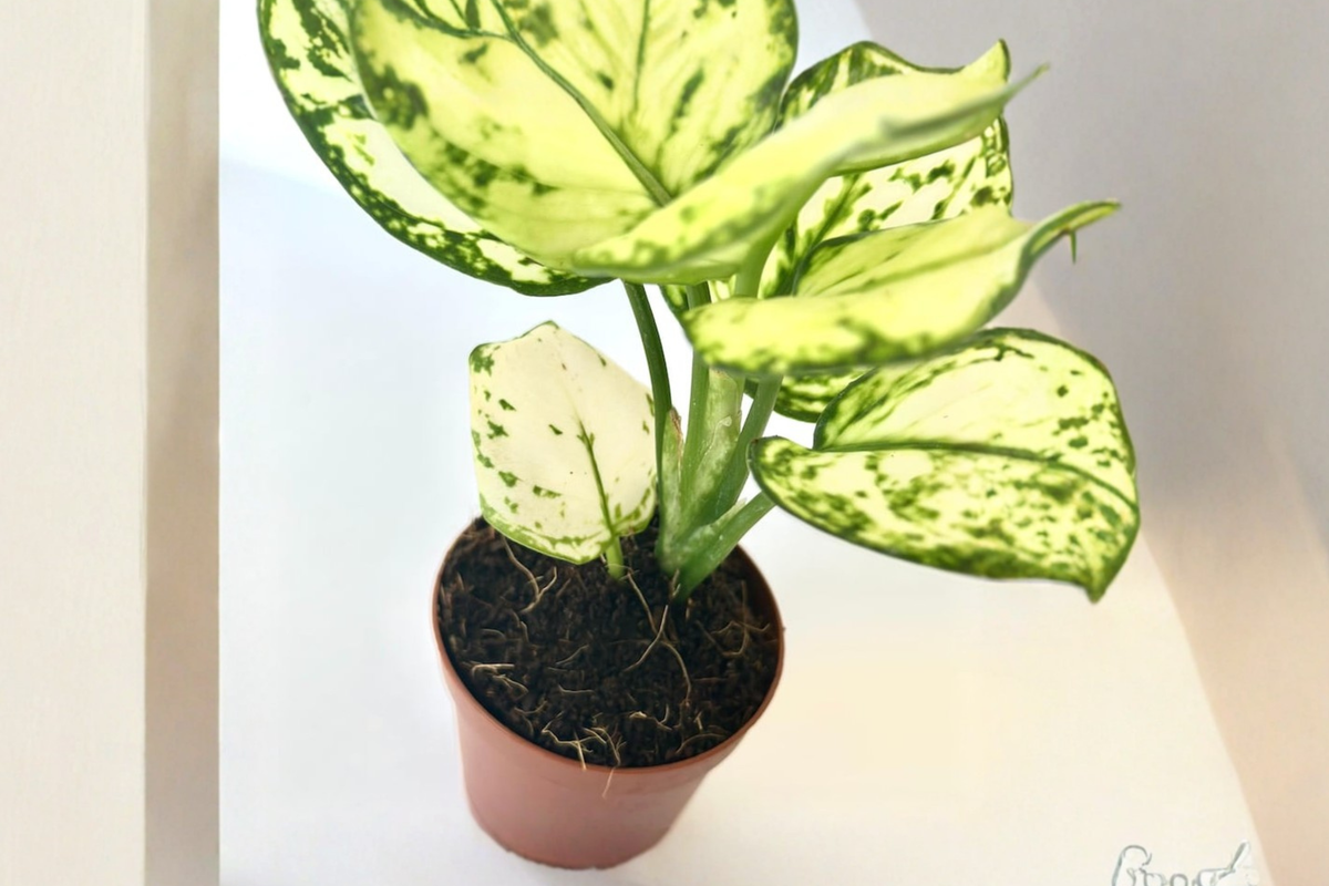 Super White Aglaonema (White Chinese Evergreen) - 2-Inch Rooted Starter Plant