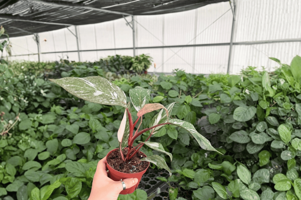 Philodendron Pink Naomi - 2 Live Plants in 4-Inch Pots (Exact Plants)