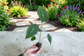 Alocasia Mayan Mask Starter Plants (2) – Bare Root, 2-Inch Pots
