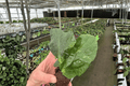 Rhaphidophora korthalsii Starter Plants (2) Bare Root · Shingle Plant