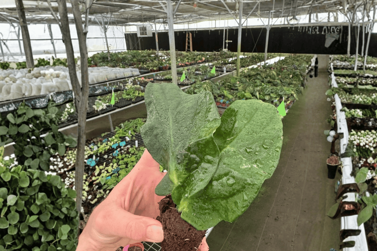 Rhaphidophora korthalsii Starter Plants (2) Bare Root · Shingle Plant