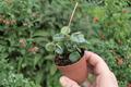 Peperomia Little Toscani Starter Plants (2) – Bare Root, Peperomia caperata