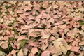 Syngonium Pink Perfection - Rooted Starter Plant, Pink Arrowhead, 2-Inch Pot