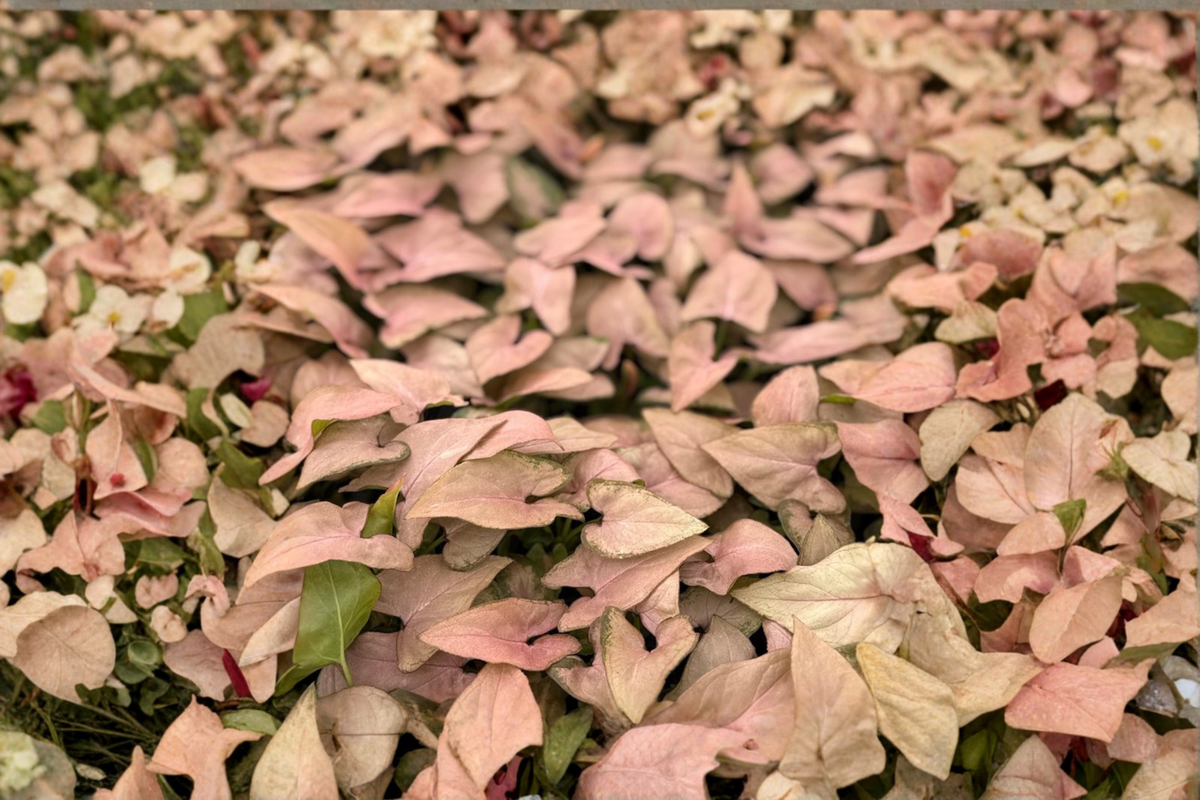 Syngonium Pink Perfection - Rooted Starter Plant, Pink Arrowhead, 2-Inch Pot