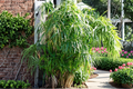 Umbrella Palm Starter Plant | Cyperus alternifolius live plant for ponds and containers