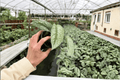 Scindapsus Exotica (Exotica Pictus) - 2 Live Plants in 4-Inch Pots