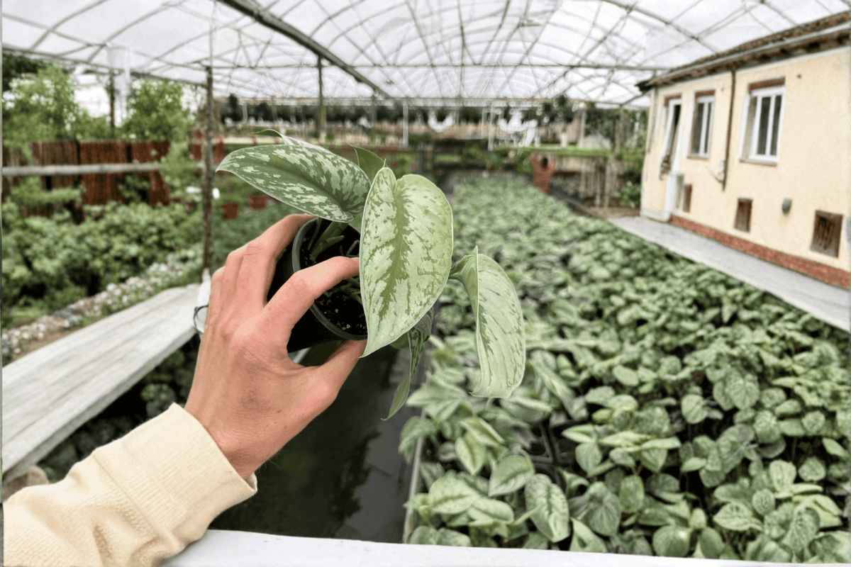 Scindapsus Exotica (Exotica Pictus) - 2 Live Plants in 4-Inch Pots