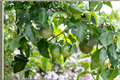 Purple Possum Passion Fruit Passiflora edulis - 2 Live Plants in 2-Inch Pots