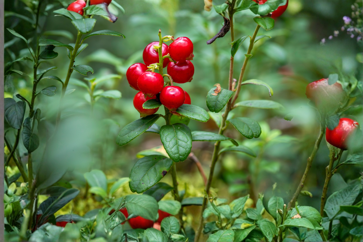 Lingonberry Vaccinium vitis-idaea Bare Root Rhizomes – 5 Live Roots