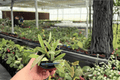Hoya sigillatis Splash – 2 Live Plants in 4-Inch Pots