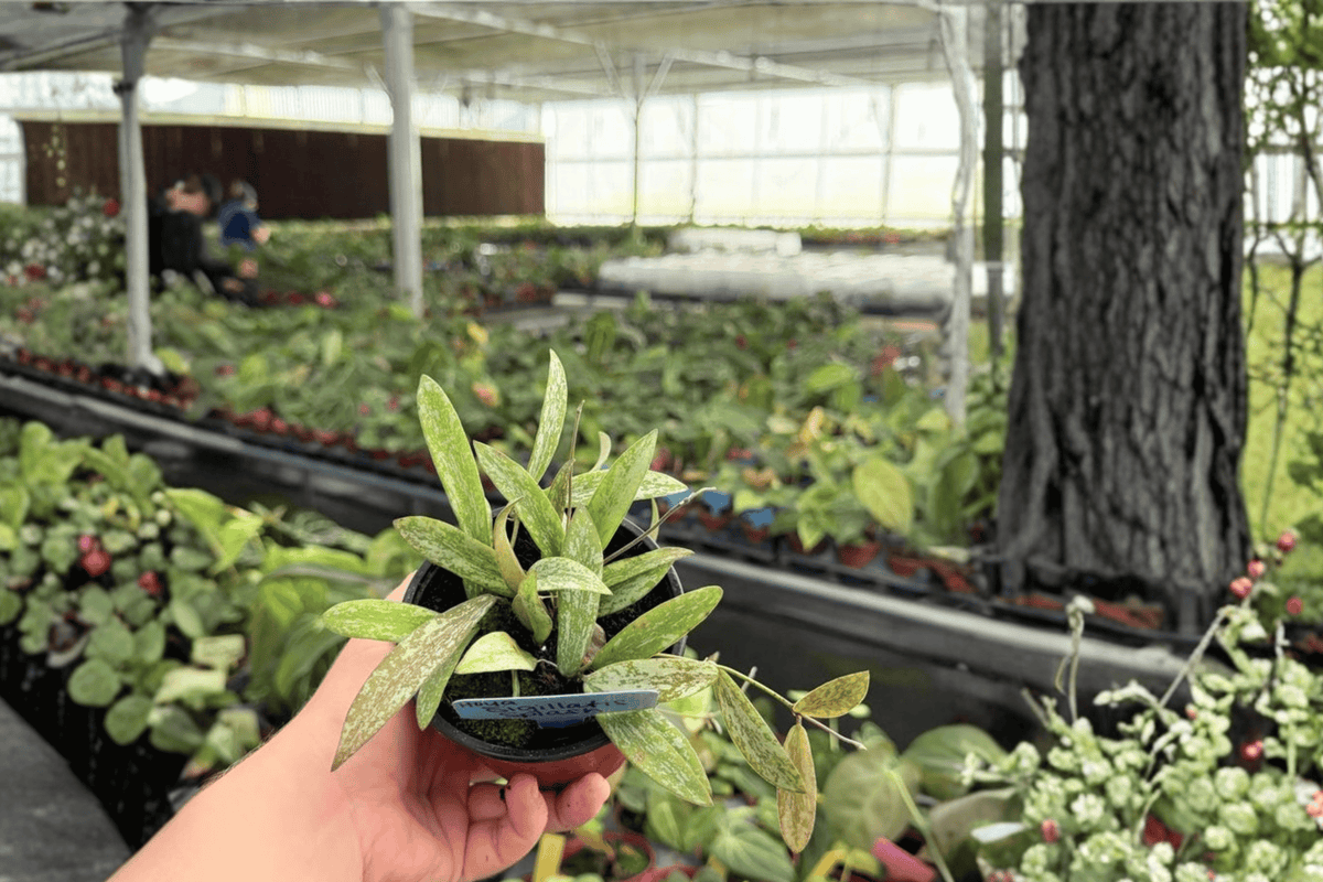 Hoya sigillatis Splash – 2 Live Plants in 4-Inch Pots