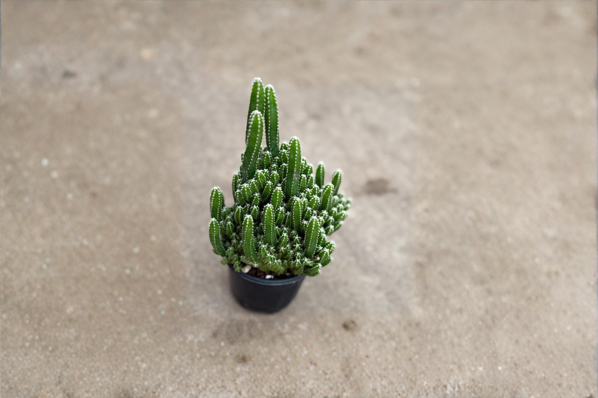 Fairy Castle Cactus Live Plant - Starter Green Acanthocereus tetragonus
