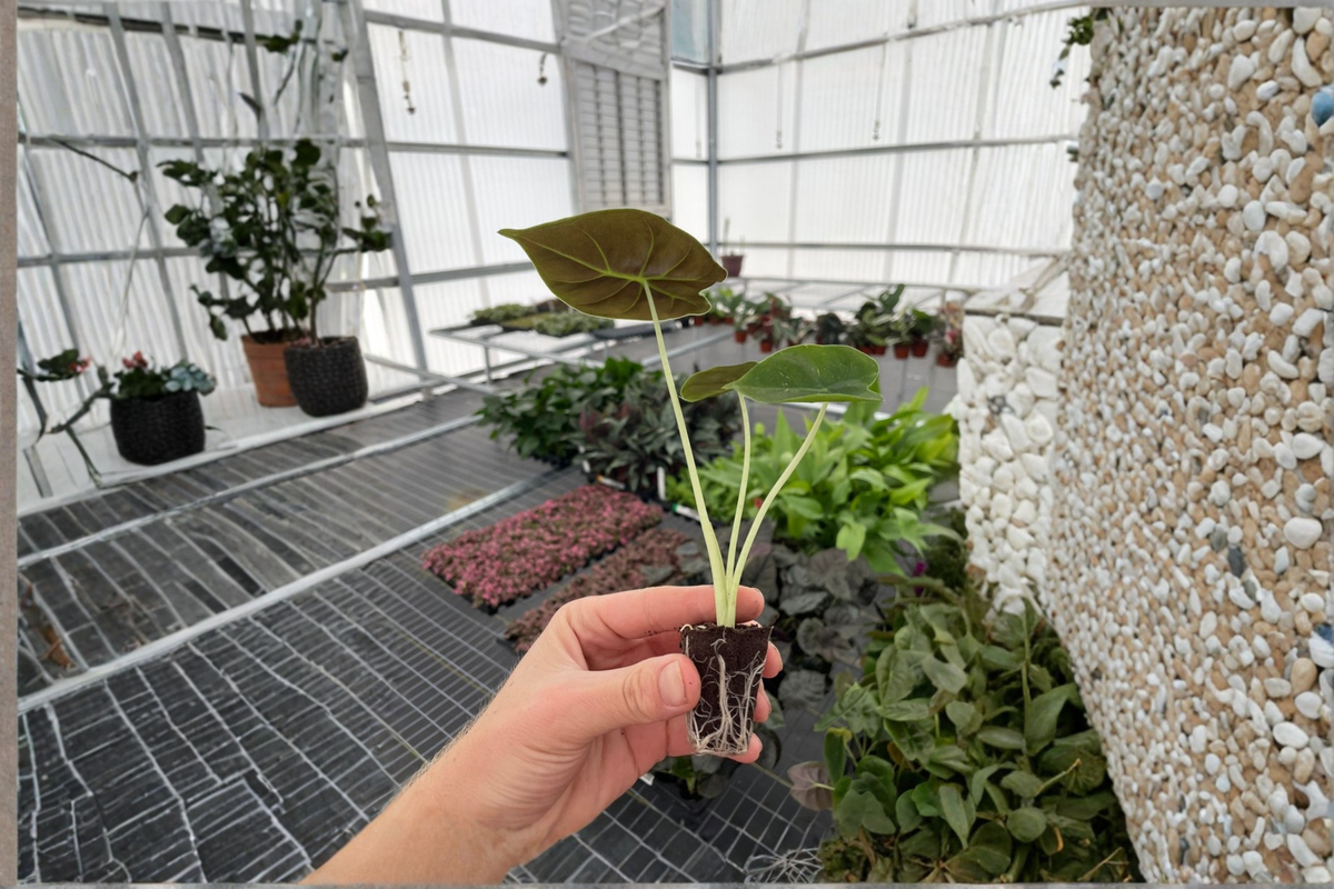 Alocasia Golden Bone (Frydek × Bullata) Live Starter Plants – Bare Root, 2 Plants