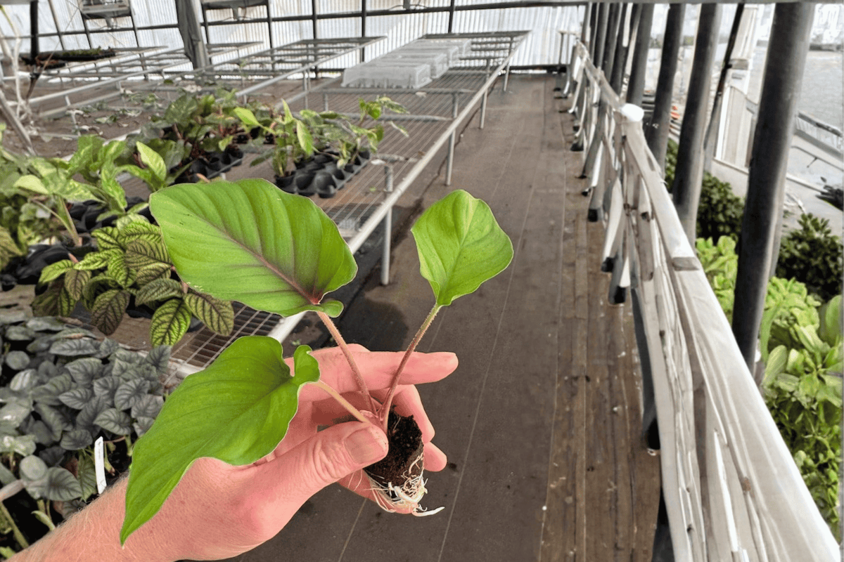 Adelonema Red Velvet Starter Plants (2-Pack) - 2-Inch Nursery Size, Bare Root