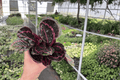 Calathea Dottie (Goeppertia roseopicta ‘Dottie’) - 2 Live Plants in 4-Inch Pots