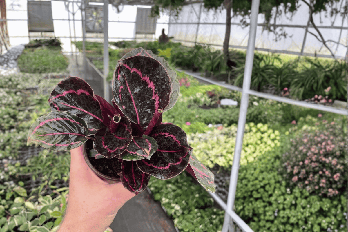 Calathea Dottie (Goeppertia roseopicta ‘Dottie’) - 2 Live Plants in 4-Inch Pots