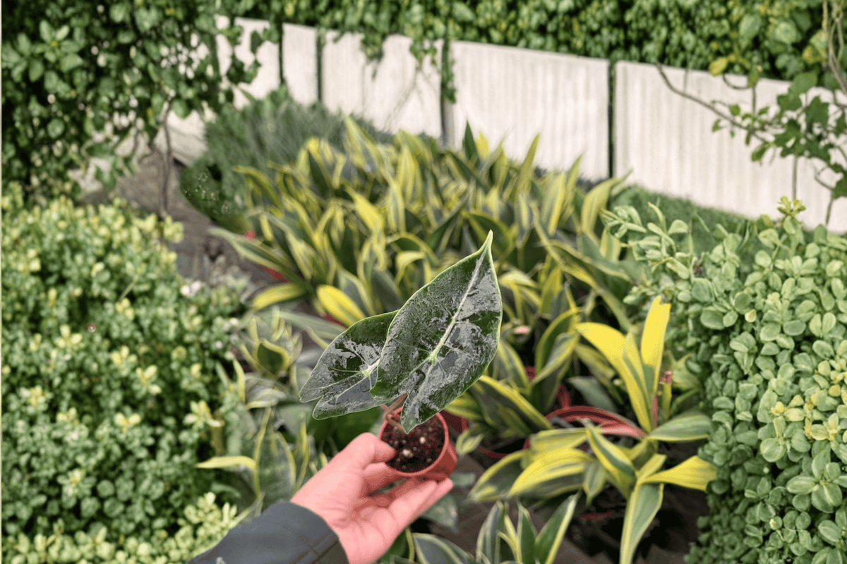Alocasia Dragon’s Tooth Starter Plants (2) – Alocasia longiloba ‘Dragon’s Tooth’ in 2" Pot (Bare Root)