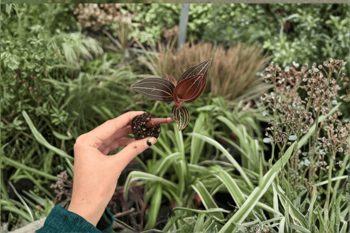 Ludisia discolor Jewel Orchid Starter Plants - 2-Pack, 2-Inch Pot (Bare Root)
