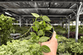 Dischidia Melon Bare Root - 2 Exact Live Plants in 4-Inch Size