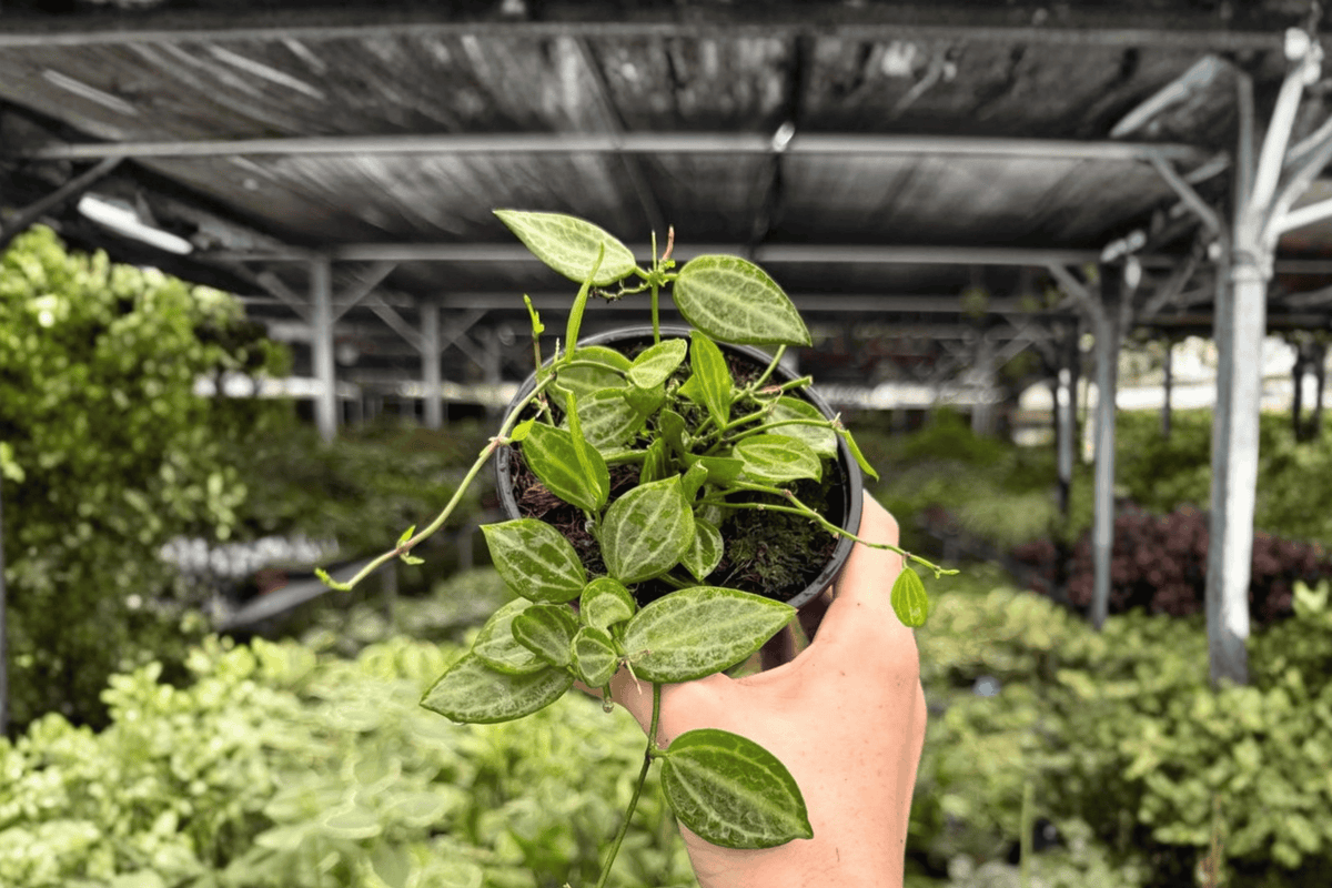 Dischidia Melon Bare Root - 2 Exact Live Plants in 4-Inch Size