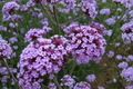 Purpletop Vervain Live Plant – Verbena bonariensis, 4-Inch Pot
