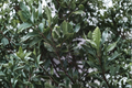 Bay Leaf Tree Live Plant 2–4 Inches Tall – Laurus nobilis
