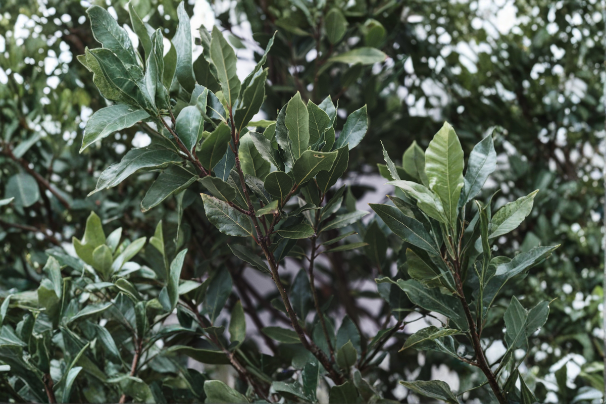 Bay Leaf Tree Live Plant 2–4 Inches Tall – Laurus nobilis