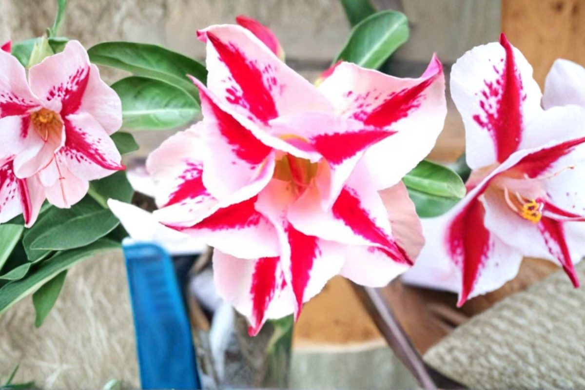 Star Crown Desert Rose (Adenium obesum) - Mixed Color Seeds, 10 Seeds