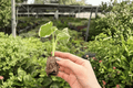 Alocasia Mickey Mouse Starter Plants (2) | Xanthosoma ‘Mickey Mouse’