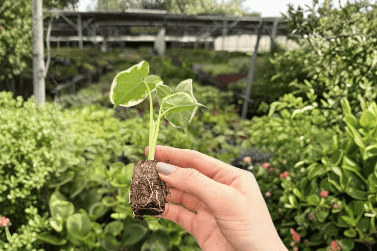 Alocasia Mickey Mouse Starter Plants (2) | Xanthosoma ‘Mickey Mouse’