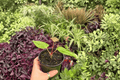 Anthurium Subsignatum x Regale – 2 Live Plants in 4
