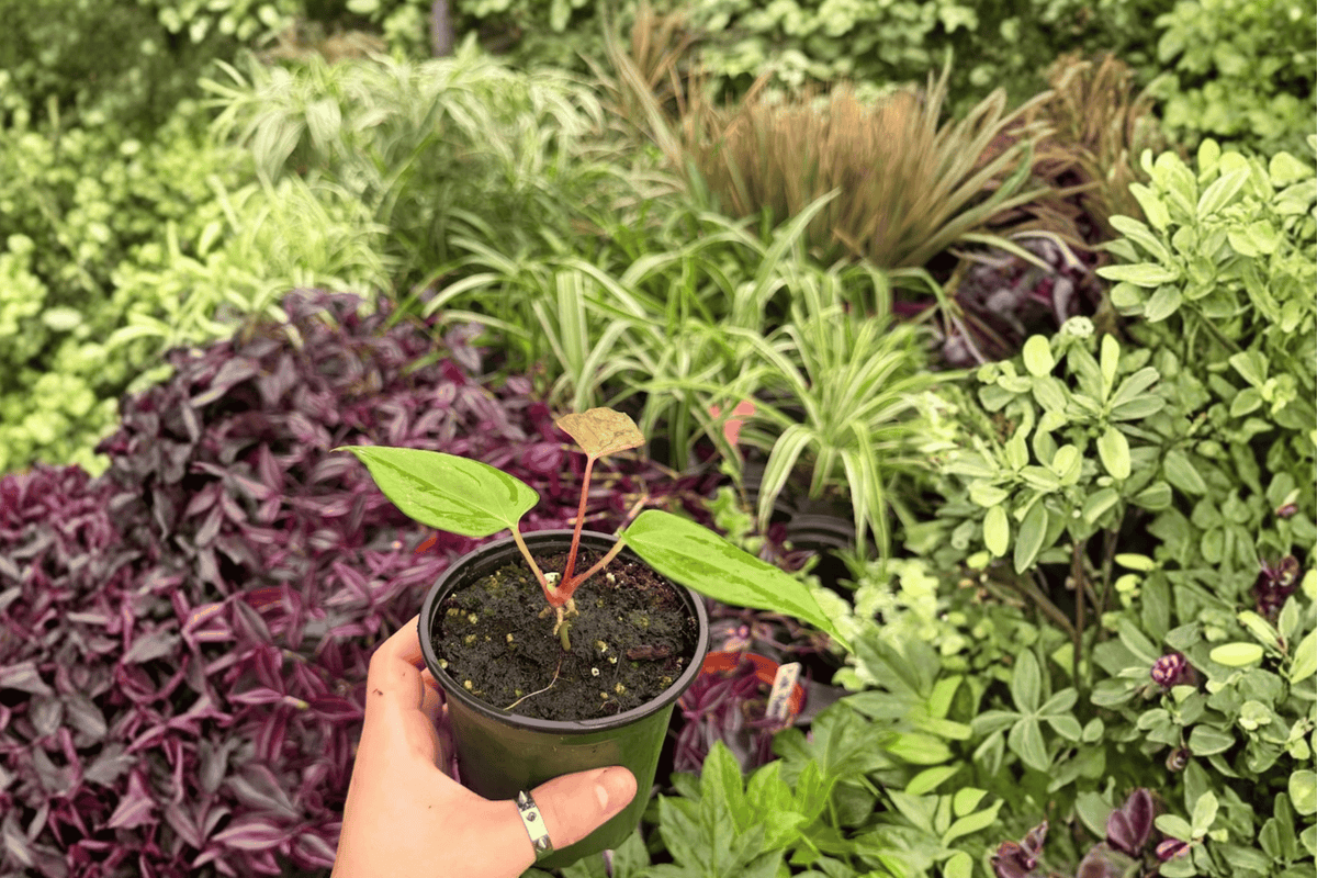 Anthurium Subsignatum x Regale – 2 Live Plants in 4