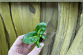 Dieffenbachia 'Green Magic' Starter Plants (2) Bare Root - Tropical Foliage