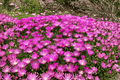 Fuchsia Ice Plant Delosperma cooperi | 1 Live Plant in 4-Inch Pot
