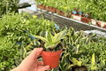 Golden Hahnii Snake Plant – 2 Live 4-Inch Pots | Dracaena trifasciata 'Golden Hahnii'