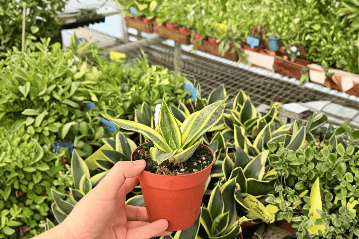 Golden Hahnii Snake Plant – 2 Live 4-Inch Pots | Dracaena trifasciata 'Golden Hahnii'