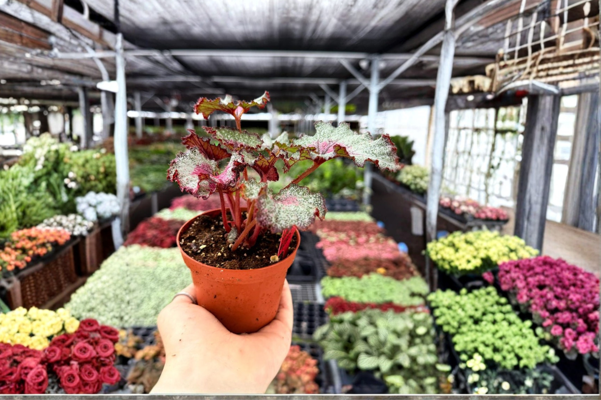 Begonia Sleigh Bells Live Plant - 2 Potted 4-Inch Plants, Rooted, Indoor Houseplant