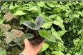 Alocasia 'Silver Wings' Live Plant Pair | 2 Exact Plants in 4-Inch Pots