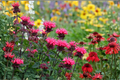 Bee Balm Monarda Plants — 6 Mixed Color Live Starter Perennial