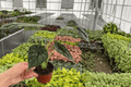 Alocasia baginda ‘Dragon Scale’ Live Plant Pair – 4-Inch Pot (2 Plants)