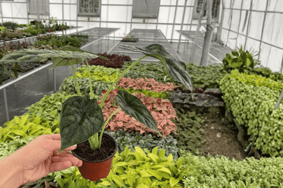 Alocasia baginda ‘Dragon Scale’ Live Plant Pair – 4-Inch Pot (2 Plants)