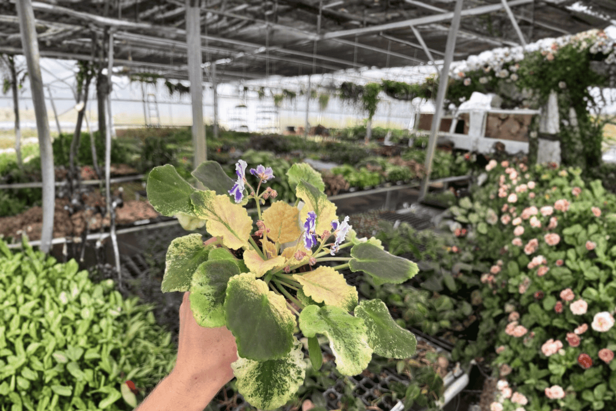 Harmony’s Purple Passion African Violet - 2 Live Plants in 4-Inch Pots