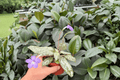 Michaelmoelleria vietnamensis - Exact Live Plants in 4" Pots (2) - Tropical Foliage