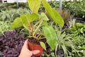 Philodendron Painted Lady Live Plant Pair - 4-Inch Pot, 2 Plants