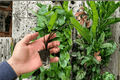Alocasia Black Stem Starter Plants (2) – Shipped in Soil Pods