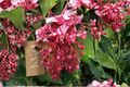 Medinilla magnifica Royal Chandelier Live Starter Plant - Bare Root