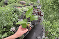 Pink Chiffon Hibiscus Live Starter Plant (2 Plants) Bare Root - Hibiscus rosa-sinensis