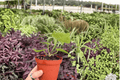 Anthurium Silver Red x Magnificum - 2 Exact Live Plants in 4-Inch Pots