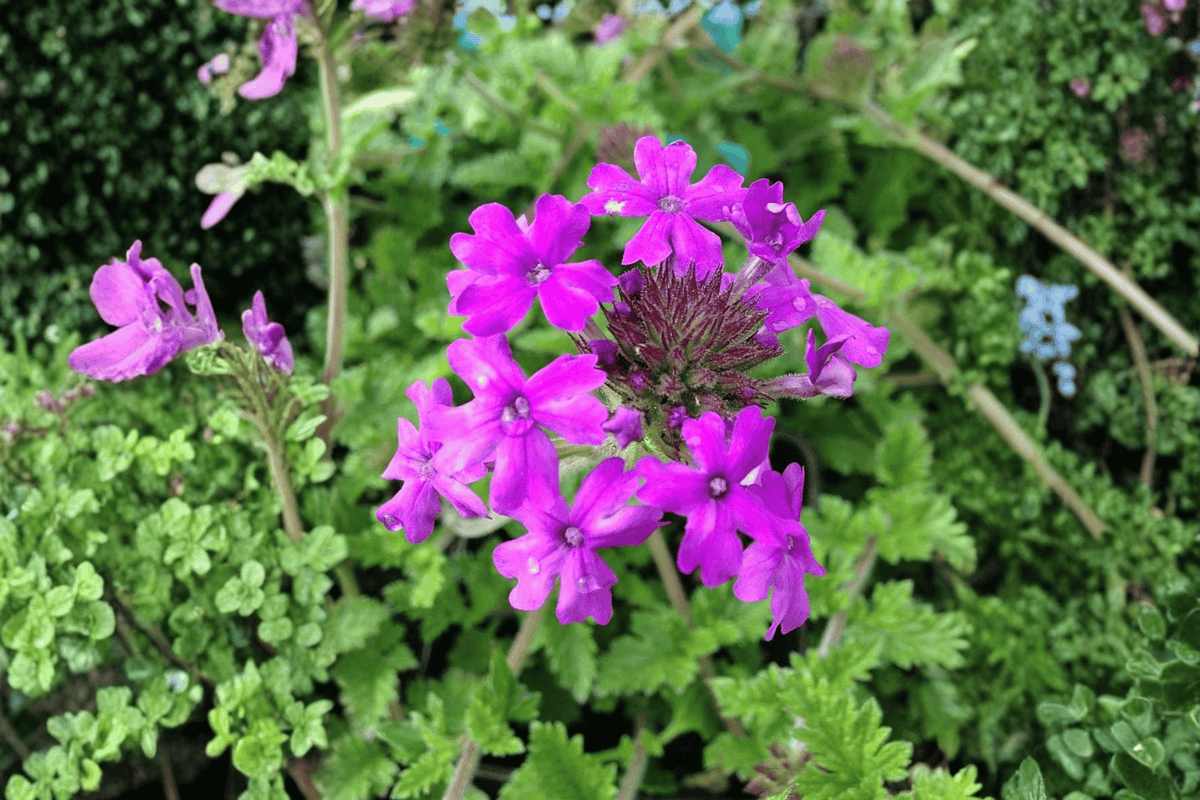 Homestead Purple Verbena Canadensis (Verbena canadensis 'Homestead Purple') Live Plant - 4-Inch Pot
