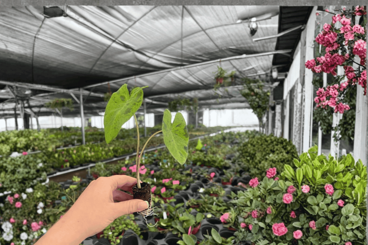 Colocasia Mojito Starter Plants (2) Bare Root | Mojito Elephant Ear